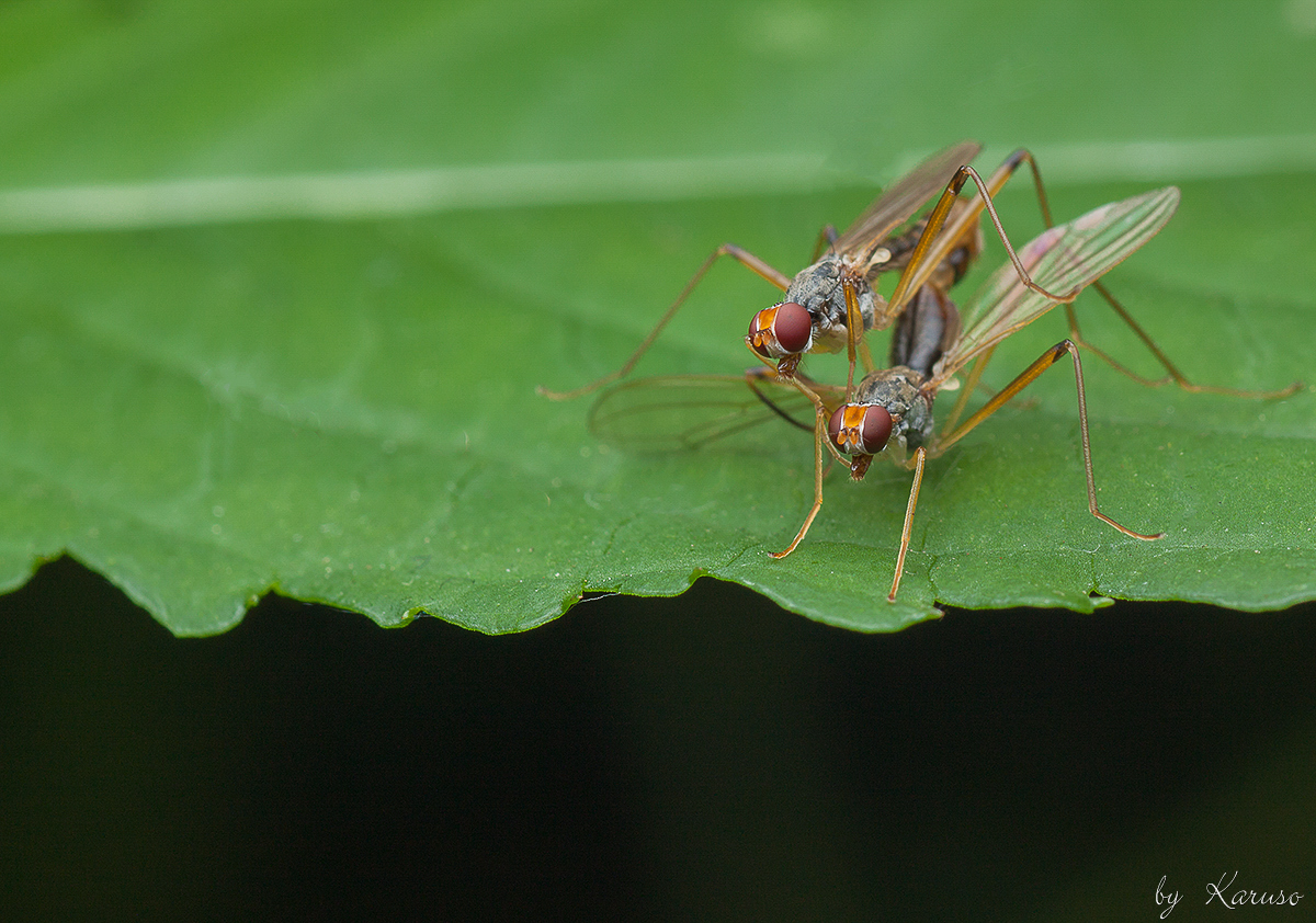 Stelzfliegen (Neria cibaria)