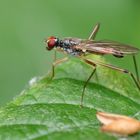 Stelzfliege,Neria cibaria,Weibchen