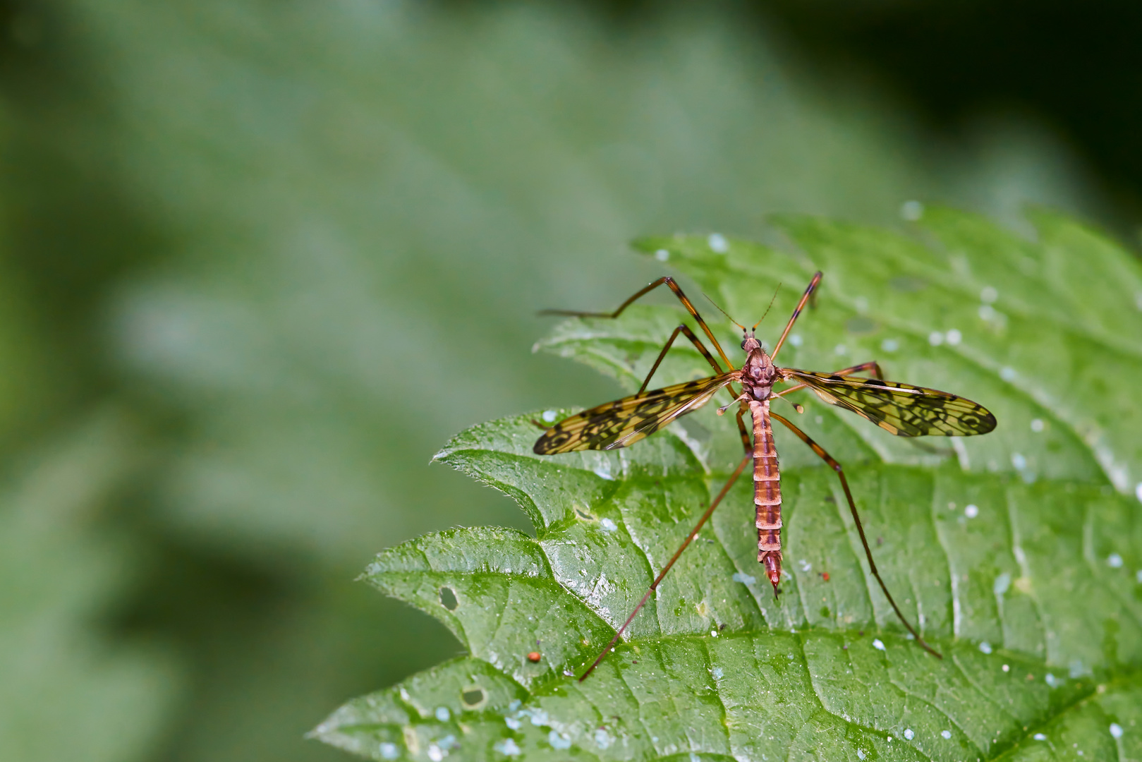 Stelzmücke (Epiphragma ocellare)