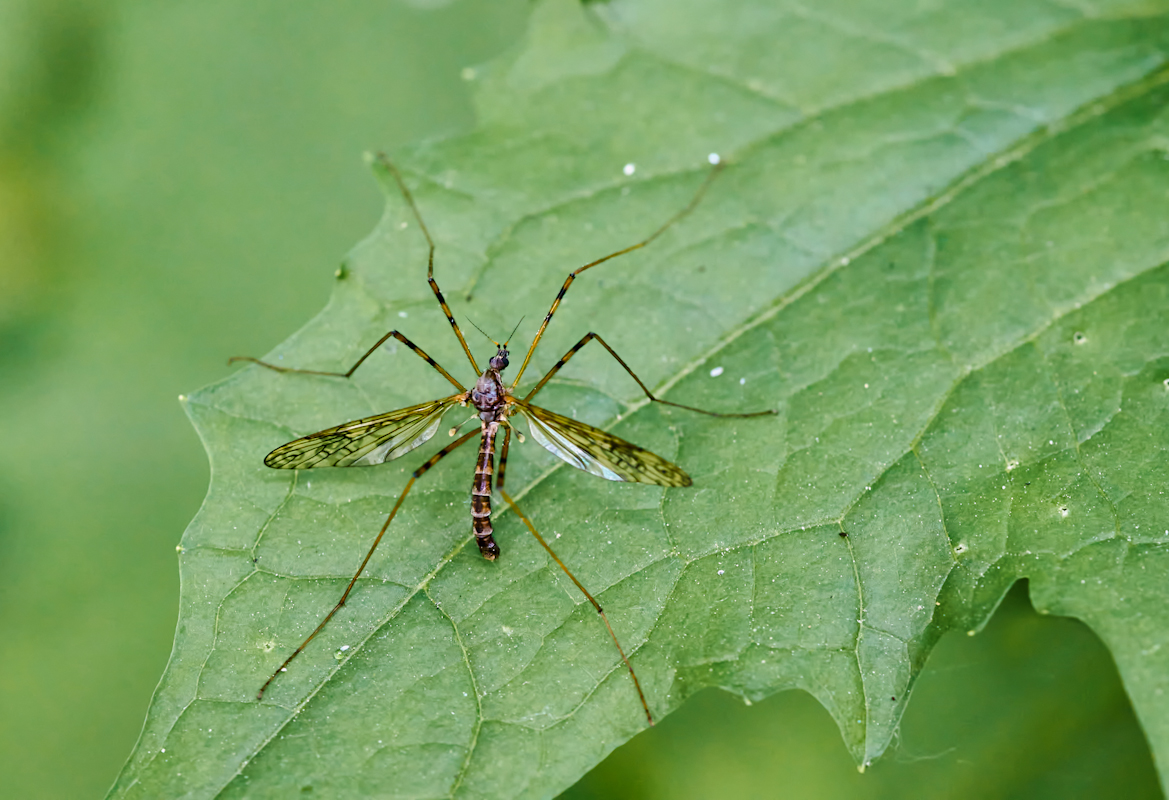 Stelzmücke (Epiphragma ocellare)