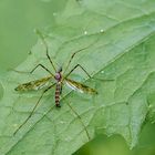 Stelzmücke (Epiphragma ocellare)