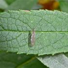 Stelzmücke (Fam. Limoniidae), die Ihr schon aus dem Insektenschwarm vom 20.10.2012 kennt