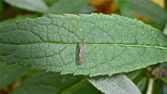 Stelzmücke (Fam. Limoniidae), die Ihr schon aus dem Insektenschwarm vom 20.10.2012 kennt