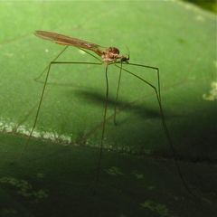 Stelzmücke (Fam. Limoniidae), Gattung Dicranoptycha, wahrscheinlich livescens