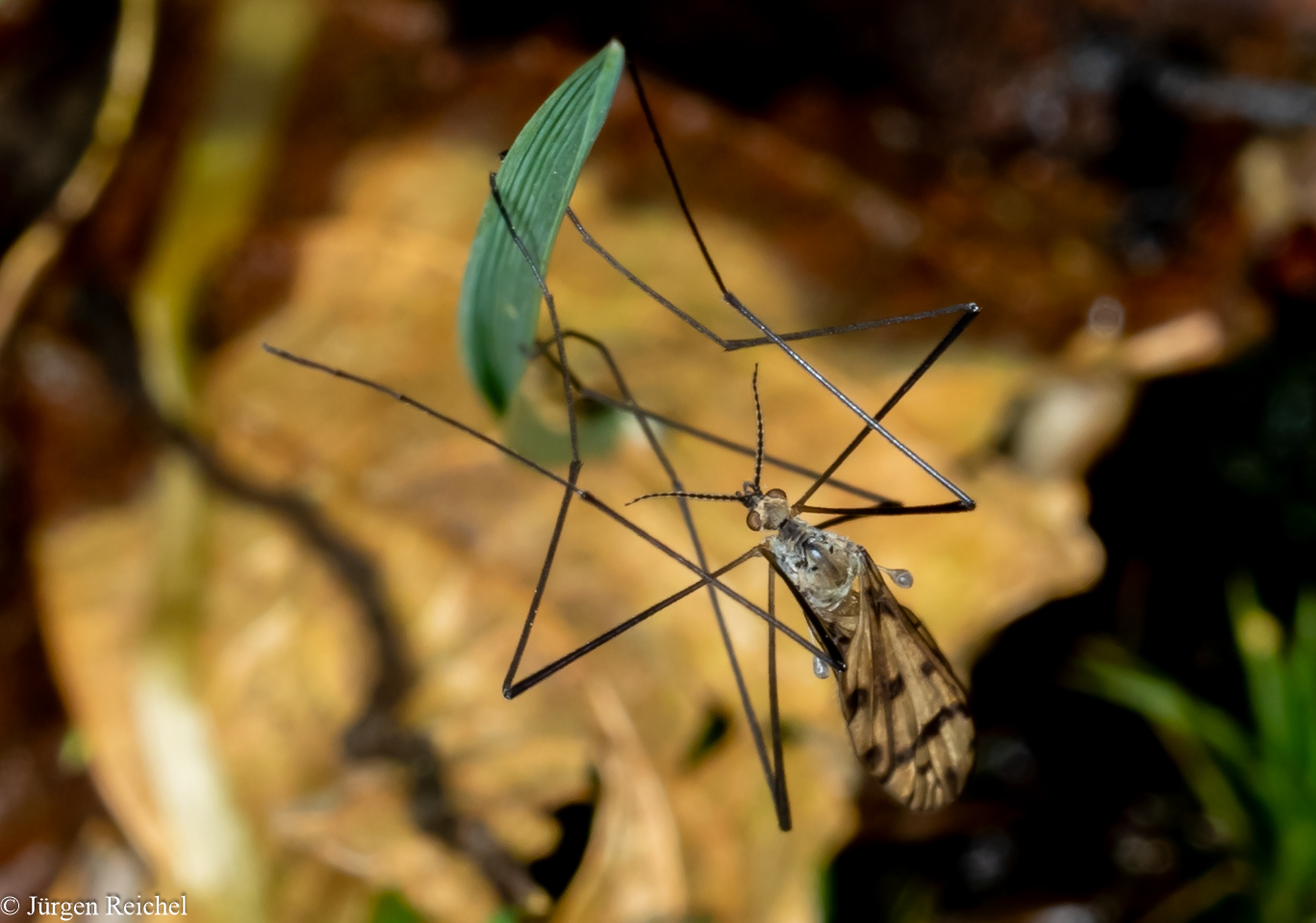 Stelzmücke (Idioptera pulchella) 