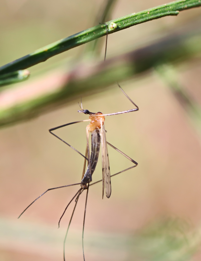 Stelzmücke Limonia nigropunctata