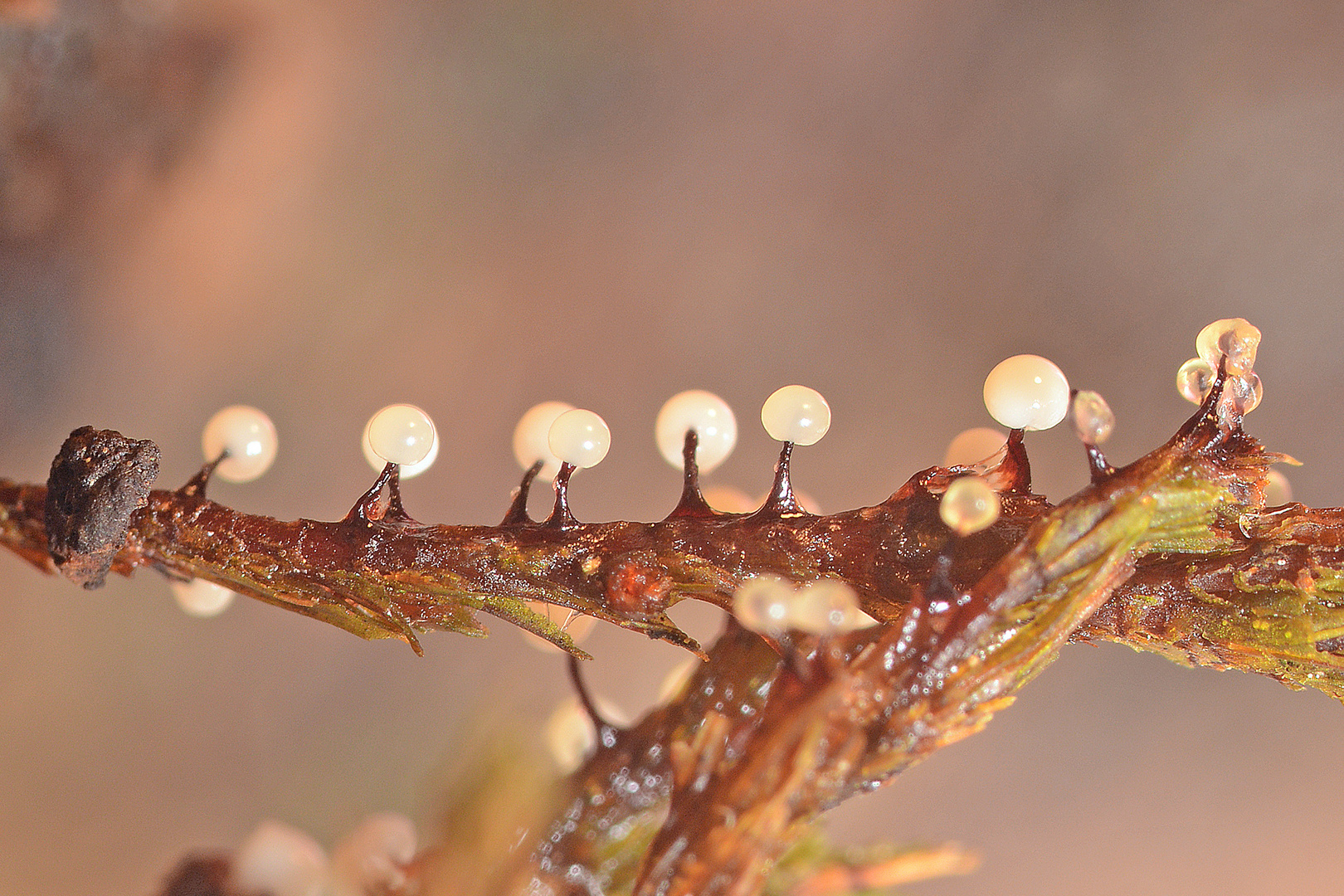 Stemonitidae (Lamproderma sp.)