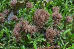 Stemonitis