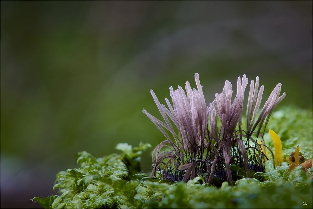 Stemonitis 