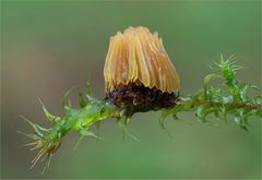 Stemonitis axifera