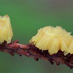 Stemonitis axifera