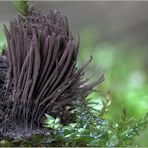 Stemonitis axifera