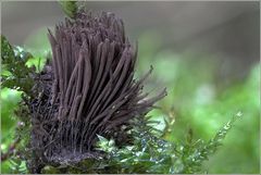 Stemonitis axifera