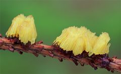 Stemonitis axifera