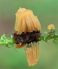 Stemonitis axifera