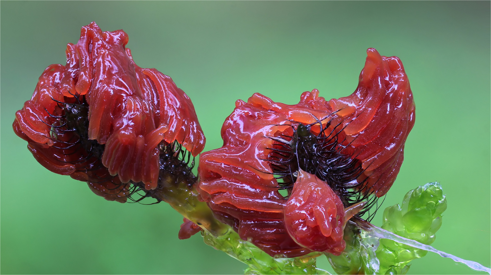 Stemonitis axifera3