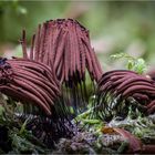 Stemonitis