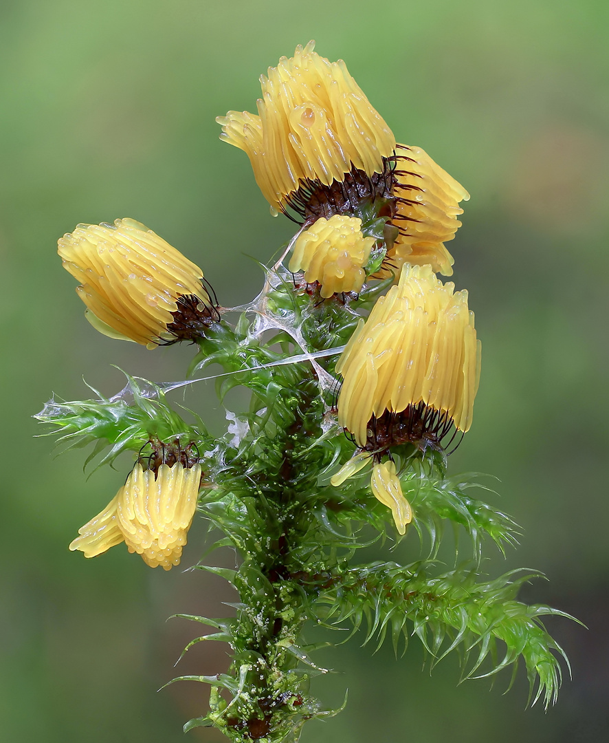 Stemonitis  Flavogenita