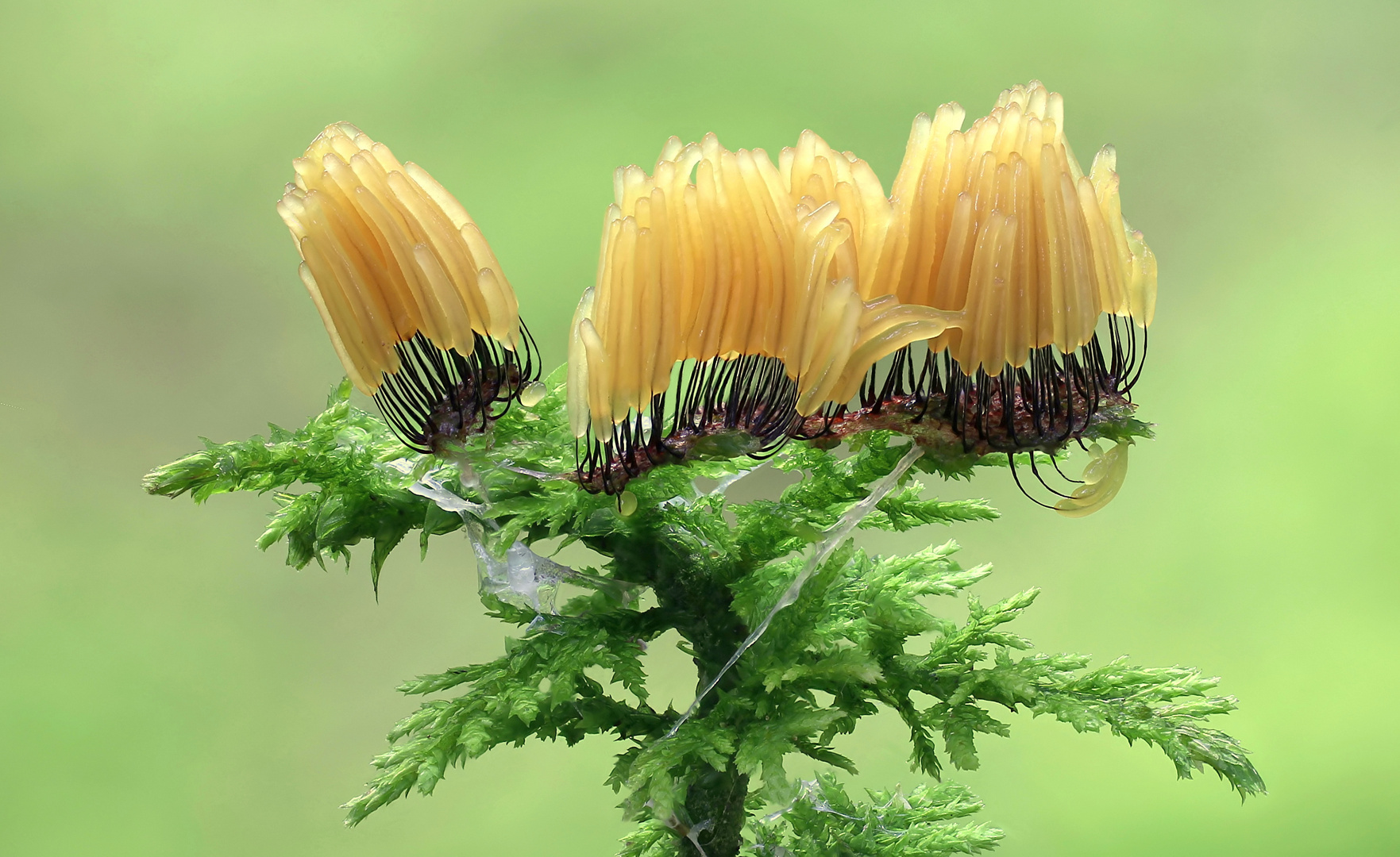 Stemonitis  Flavogenita