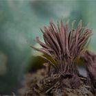 Stemonitis fusca 3