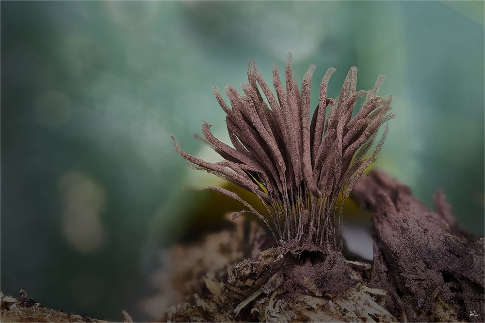 Stemonitis fusca 3