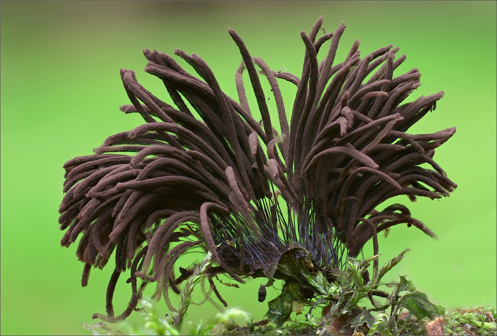 stemonitis fusca