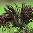 stemonitis fusca