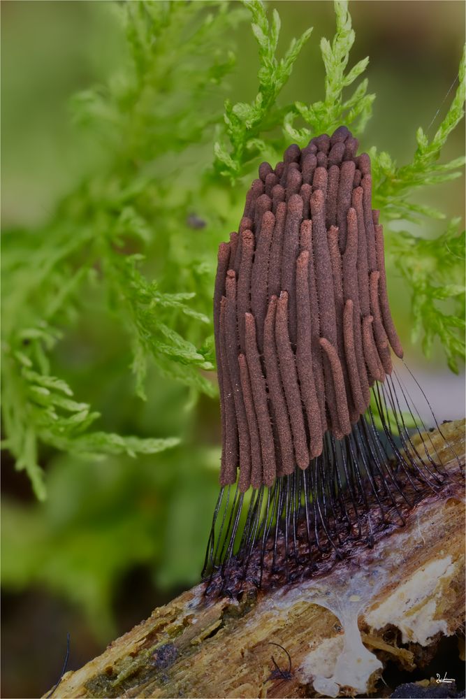 Stemonitis fusca