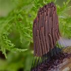 Stemonitis fusca