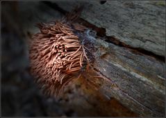 Stemonitis fusca