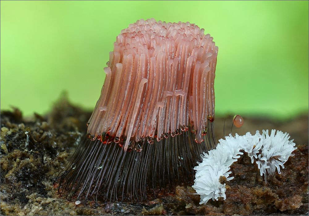 stemonitis fusca