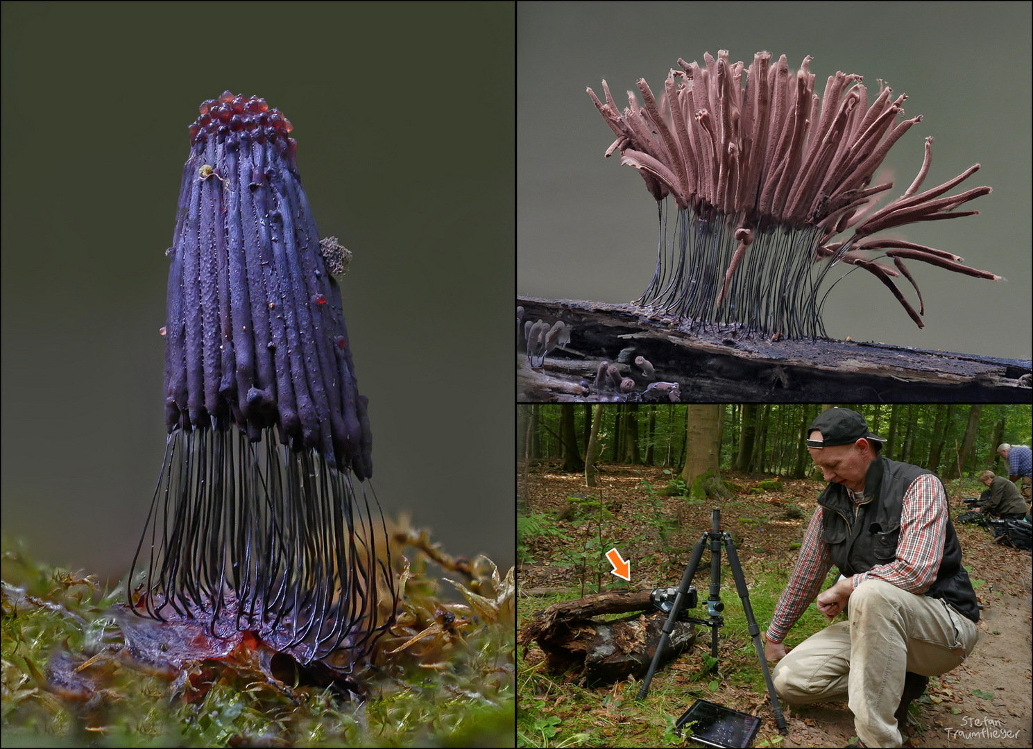 Stemonitis Sachsenwald