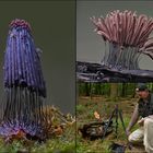 Stemonitis Sachsenwald