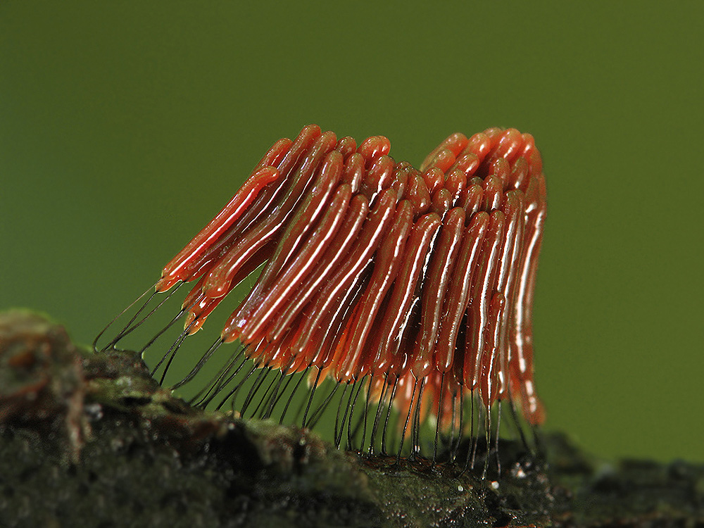 Stemonitis sp.