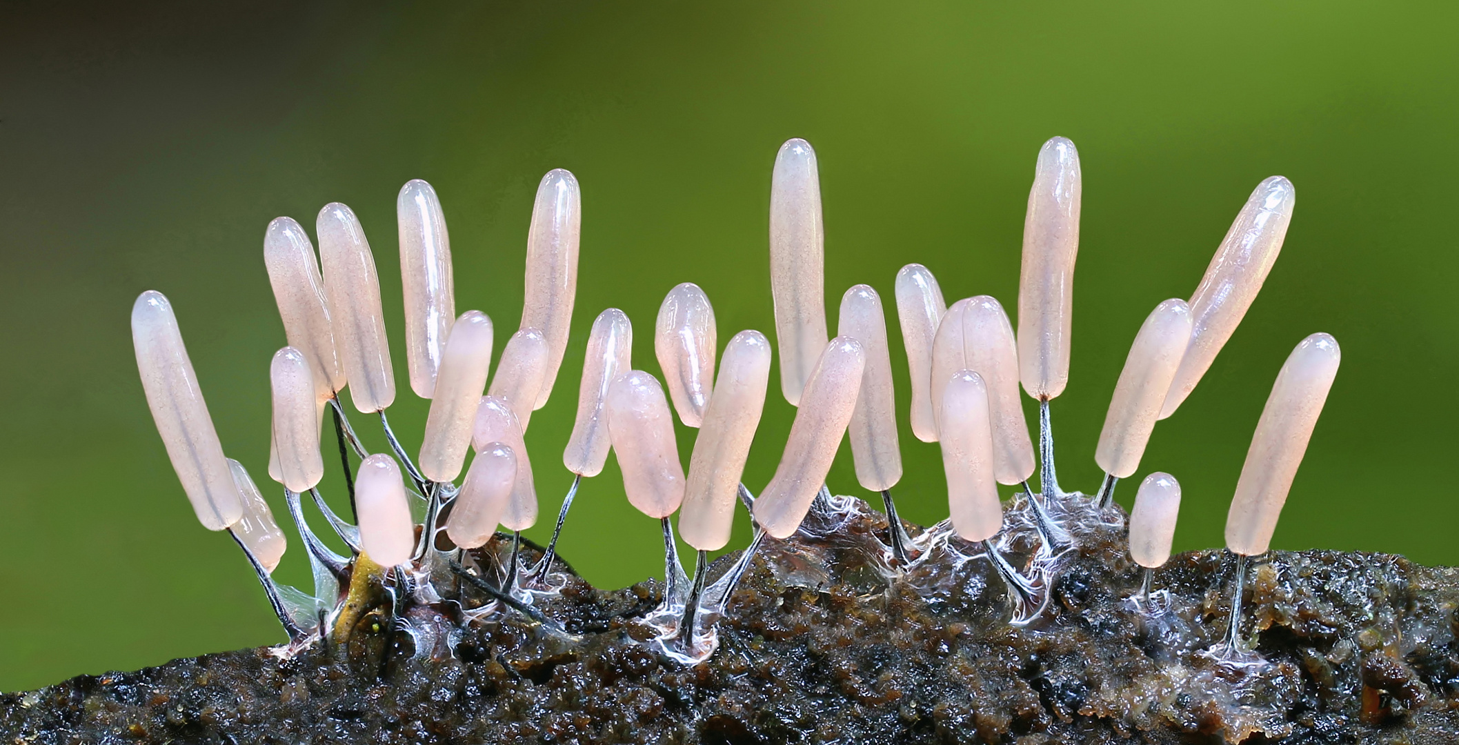 Stemonitopsis typhina