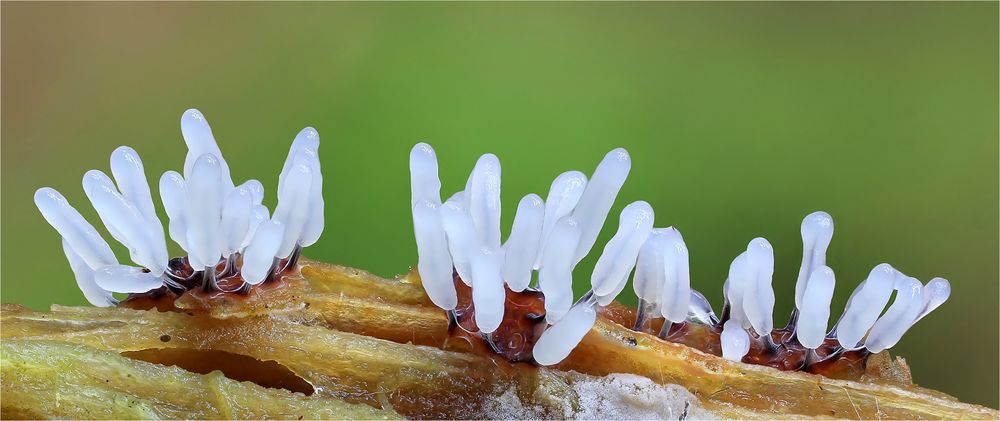 Stemonitopsis typhina