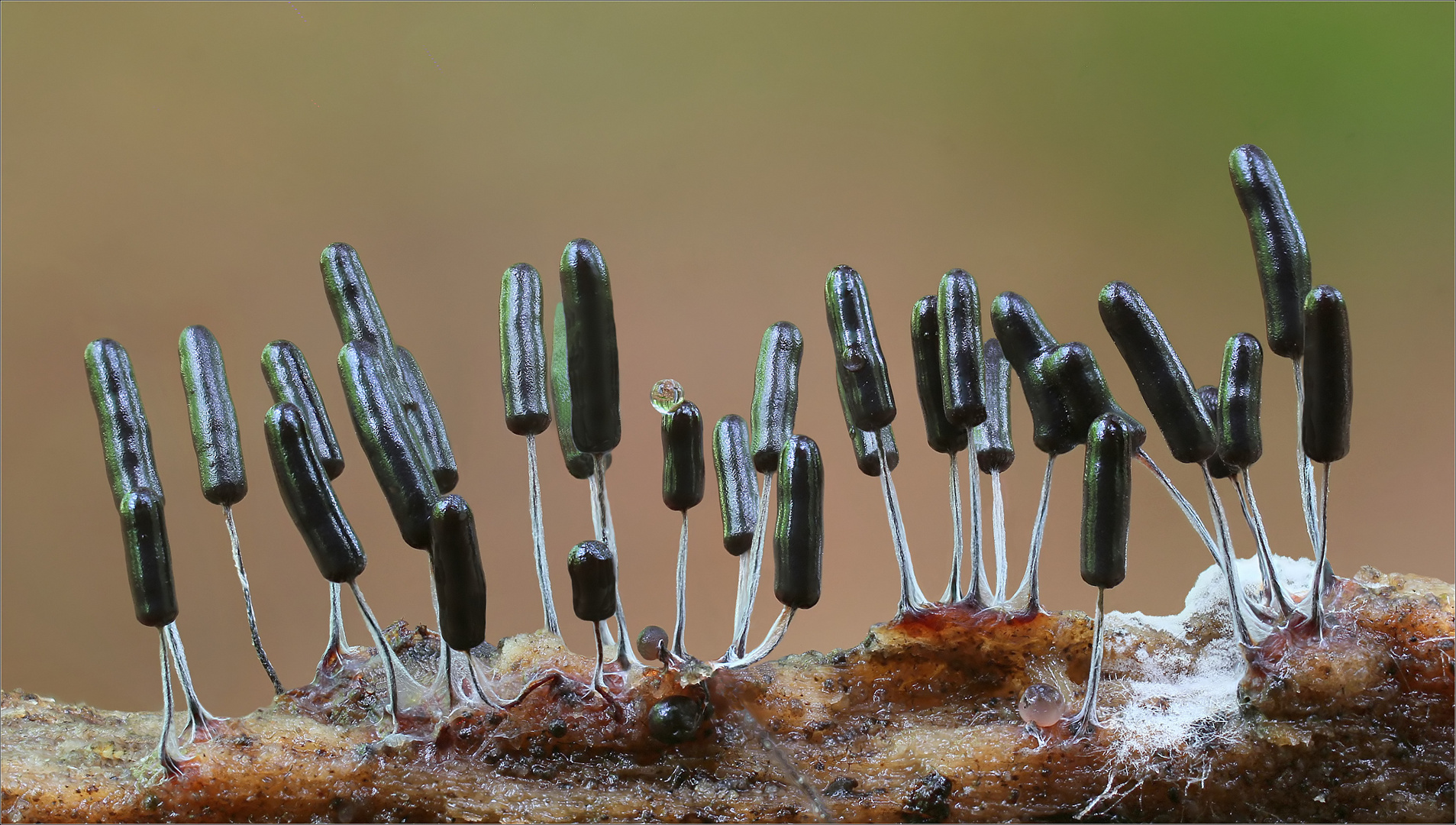 Stemonitopsis typhina Foto & Bild myxomyceten, wald, makro Bilder auf