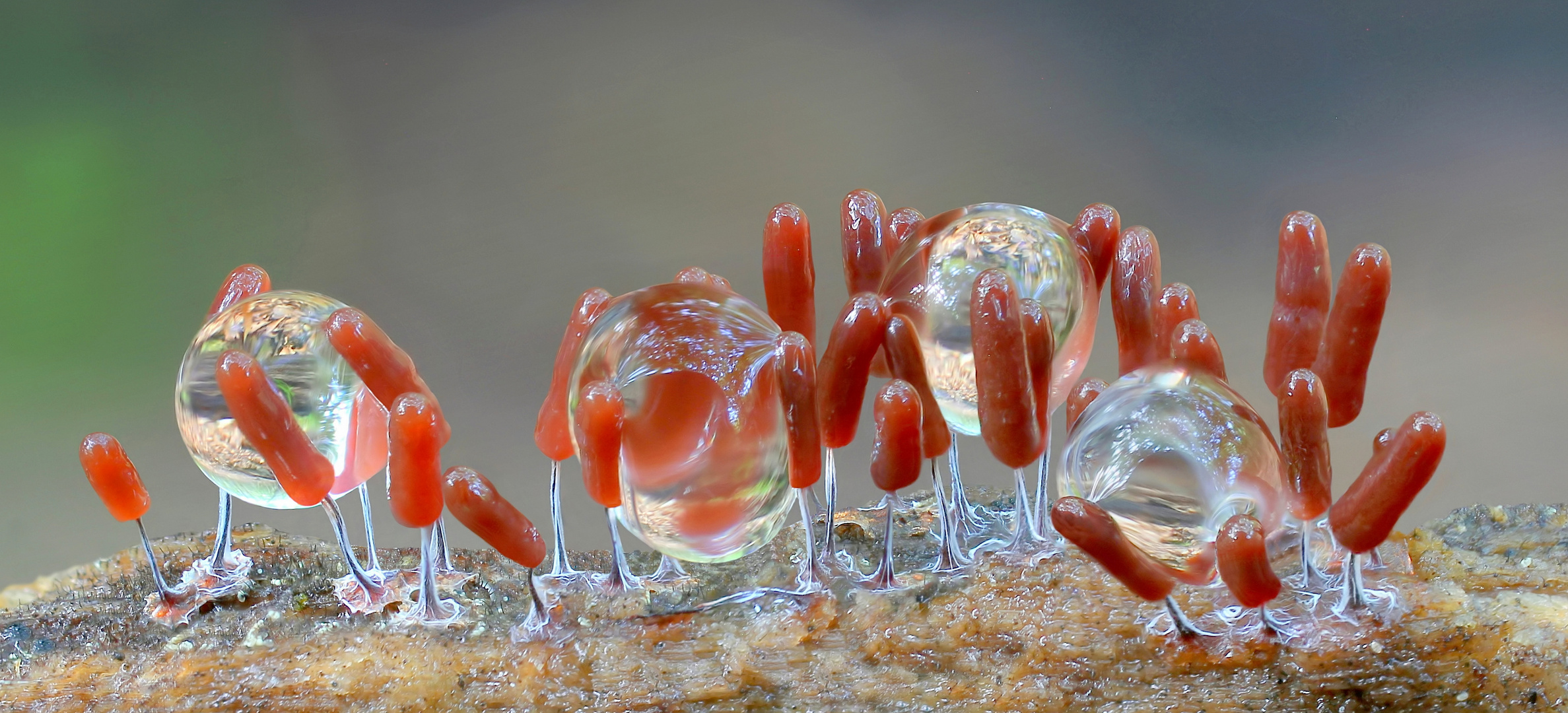 Stemonitopsis typhina Foto & Bild pflanzen, pilze & flechten