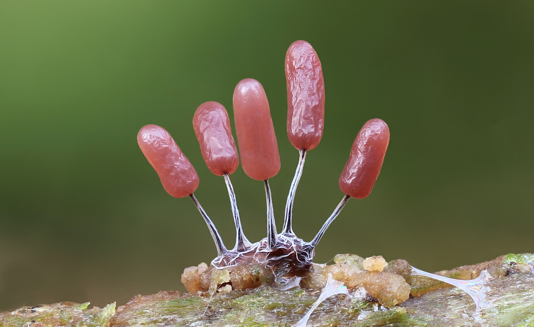 Stemonitopsis typhina. Foto & Bild pflanzen, pilze & flechten