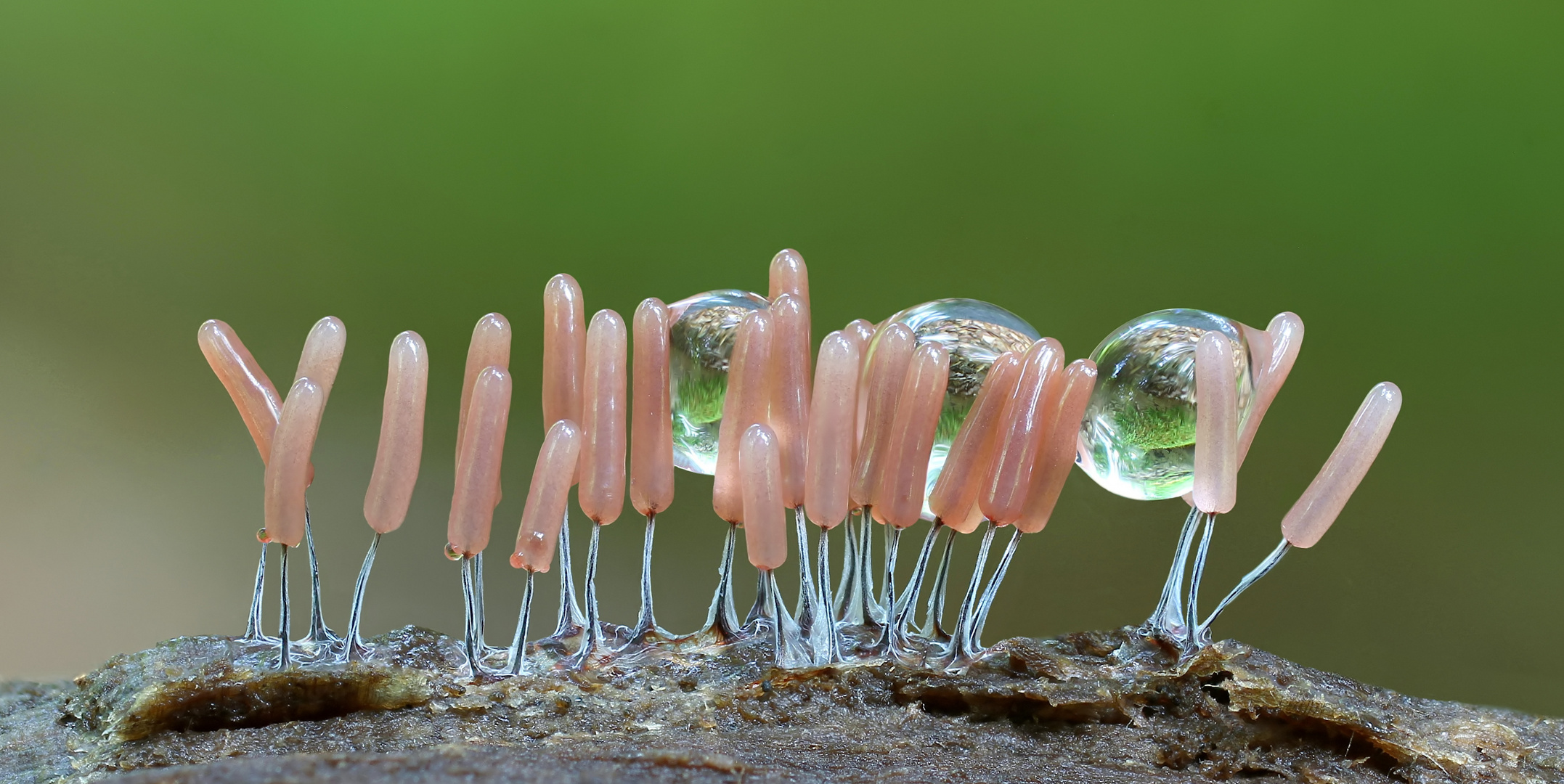 Stemonitopsis typhina Foto & Bild pflanzen, pilze & flechten, pilze