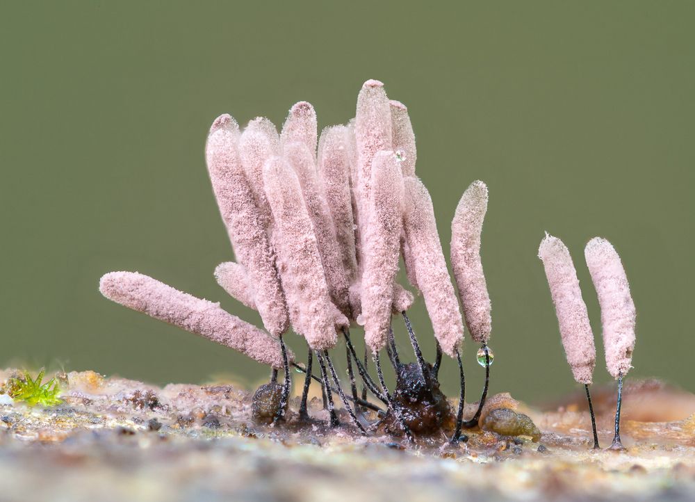 Stemonitopsis typhina - das Rätsel ist dank Micha gelöst ! (Ich hab mal wieder keine Ahnung …)