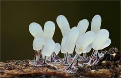 Stemonitopsis typhina, Glänzendes Fadenkeulchen