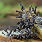 Stemonitopsis typhina, Glänzendes Fadenkeulchen