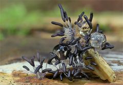 Stemonitopsis typhina, Glänzendes Fadenkeulchen