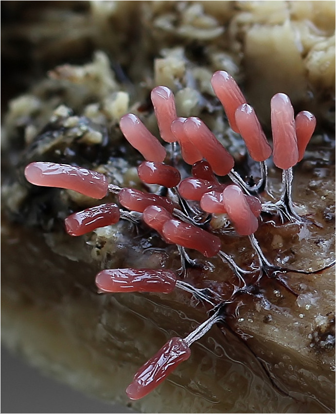 Stemonitopsis typhina, Glänzendes Fadenkeulchen