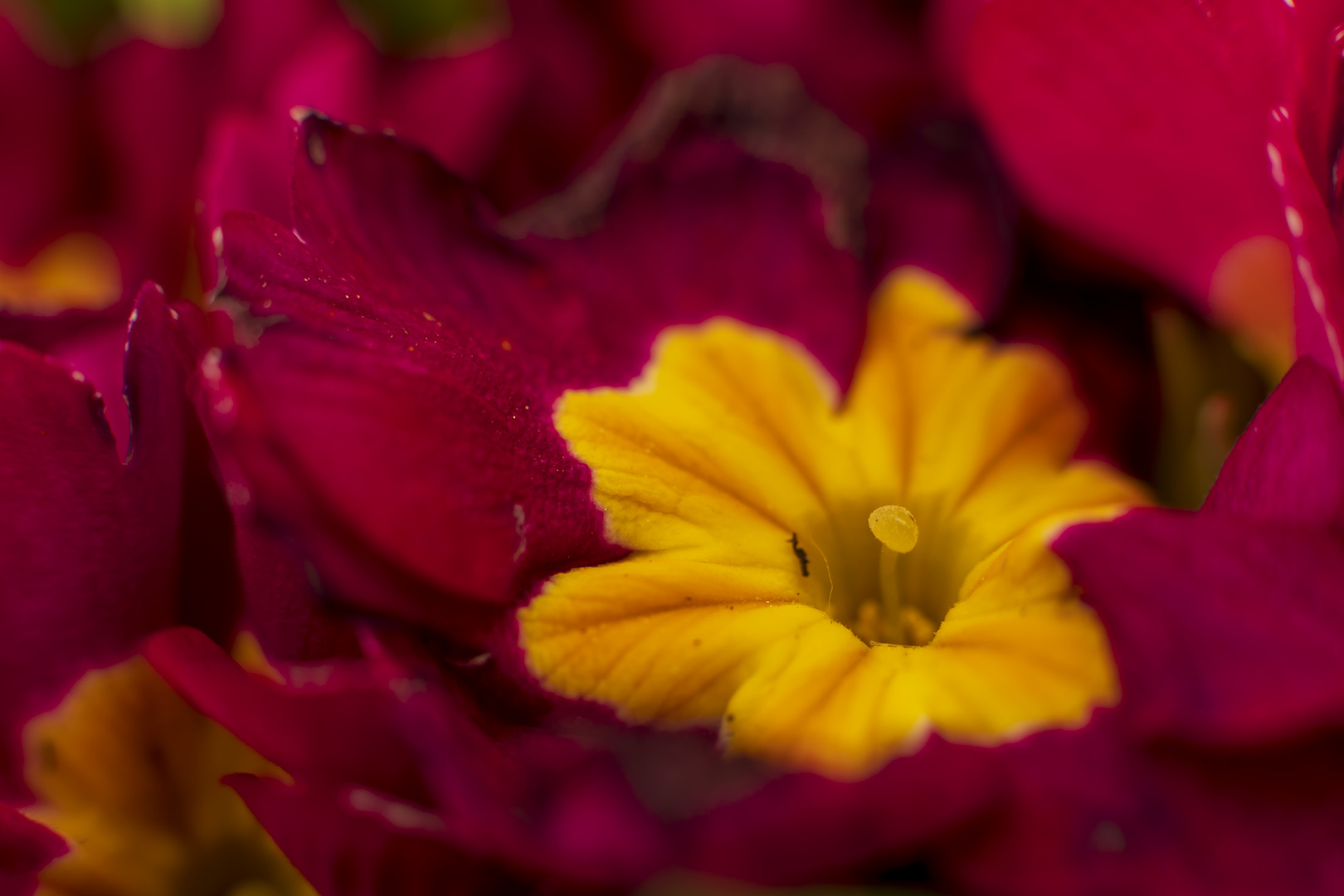 Stempel der Blume 