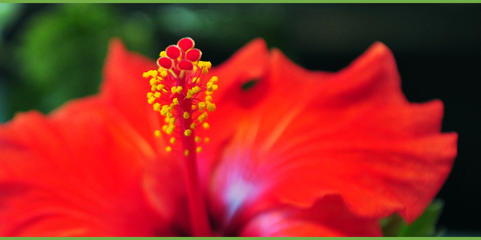 Stempel der Hibiscusblüte