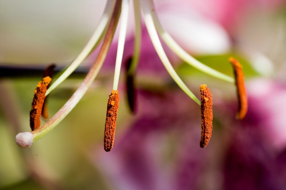 Stempel der Lilium Speciosum