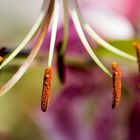 Stempel der Lilium Speciosum