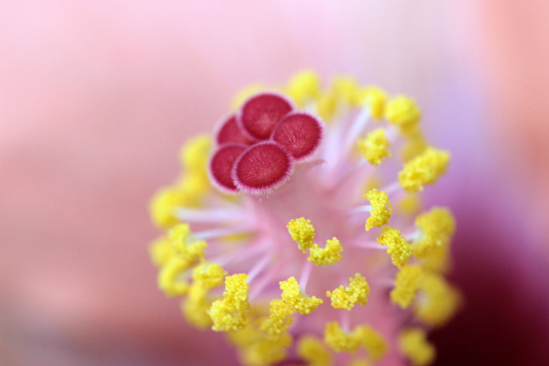 Stempel des Hibiscus